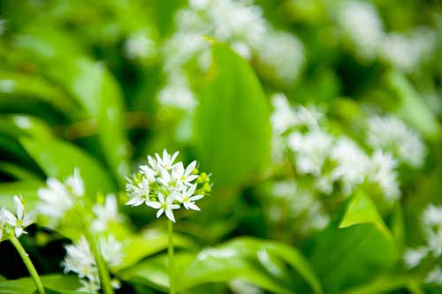 Wild Garlic flowering on Bramblewood's bank in spring